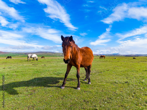Fotografía Horse stands on green grass under blue sky with clouds, while other horses graze