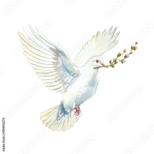 White flying dove with a willow branch in its beak. Hand drawn watercolor religious illustration isolated for card and invitation design for Easter, Palm Sunday, First Communion and Baptism.