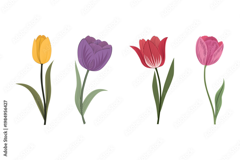 Obraz premium A colorful tulip flower set illustration