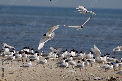 Flock of seagulls flying and resting on sandy beach sea background