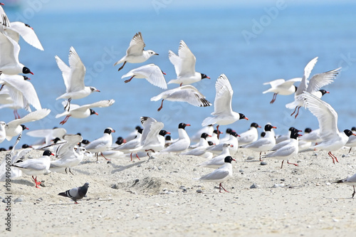 Massive colony of black-headed gulls gathering on a sunny beach with one pigeon present ideal for coastal wildlife migration and marine ecosystem themes