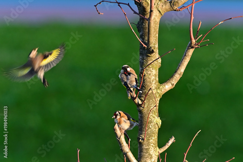 Group of colorful wild birds Carduelis carduelis sitting on branches and one taking flight over a lush meadow for nature and spring wildlife concepts