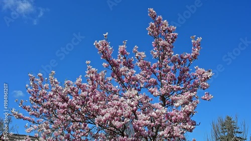 Blooming Magnolia Tree Against Clear Blue Sky in Spring