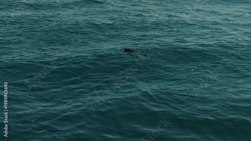 Nerpa with fishing net around its neck swims under clear blue seawater and emerges to surface. Close-up.
