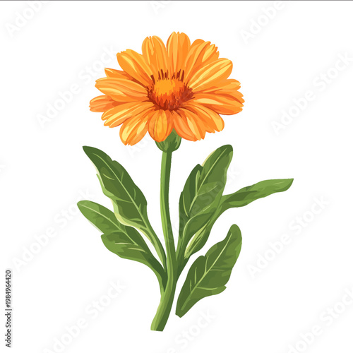 simple vector calendula clipart illustration white background vector art style simple design flat illustration no shadows