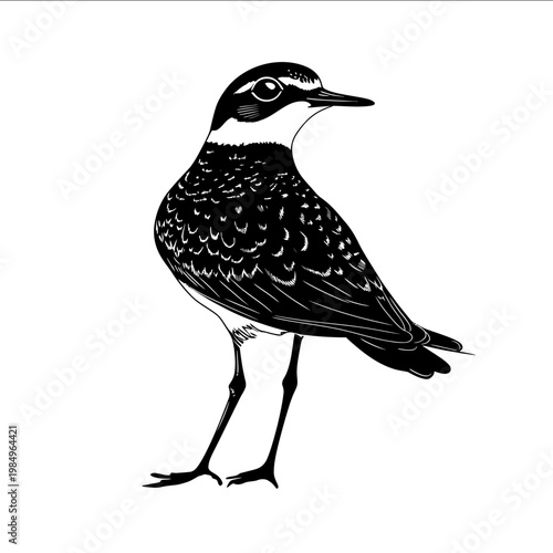 black silhouette American golden plover on a white backgrounk vector