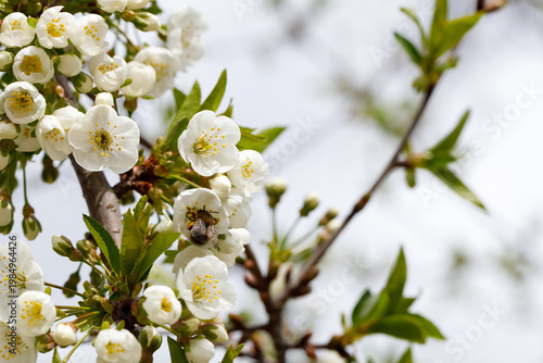 A blossoming apple tree branch on a sunny spring day. Apple blossoms and buds. Apple tree blossoms in early spring . Shallow depth of field.