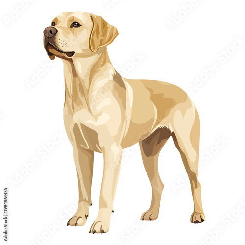 simple vector Labrador Retriever clipart illustration white background vector art style simple design flat illustration no shadows