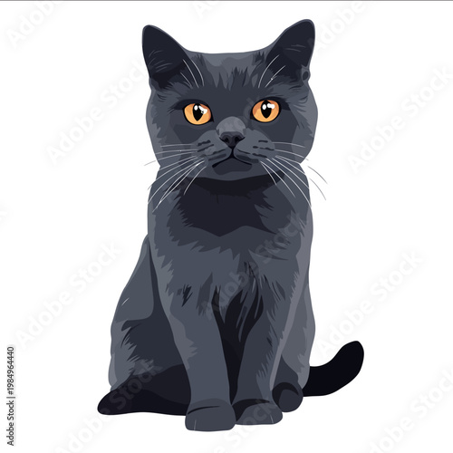 simple vector British Shorthair clipart illustration white background vector art style simple design flat illustration no shadows