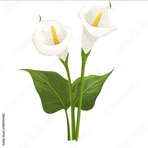 simple vector calla lily clipart illustration white background vector art style simple design flat illustration no shadows