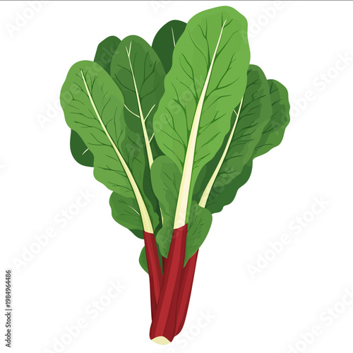 simple vector chard clipart illustration white background vector art style simple design flat illustration no shadows