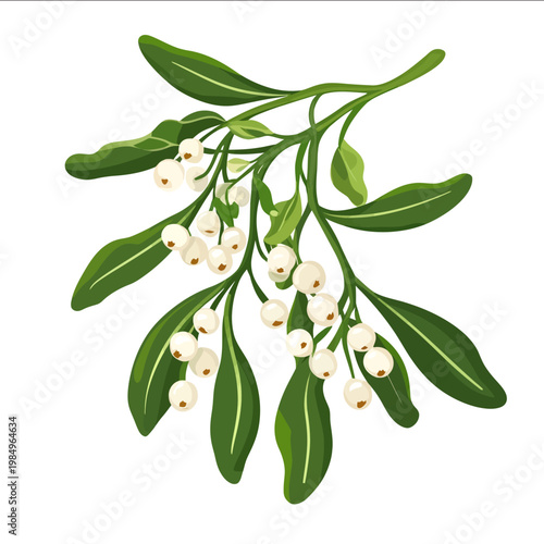 simple vector mistletoe clipart illustration white background vector art style simple design flat illustration no shadows