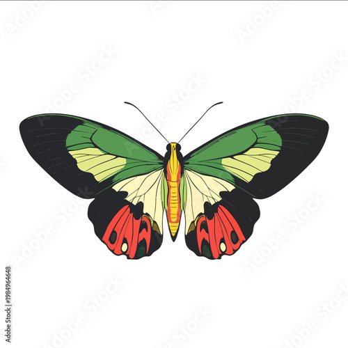 simple vector Queen Alexandras birdwing clipart illustration white background vector art style simple design flat illustration no shadows