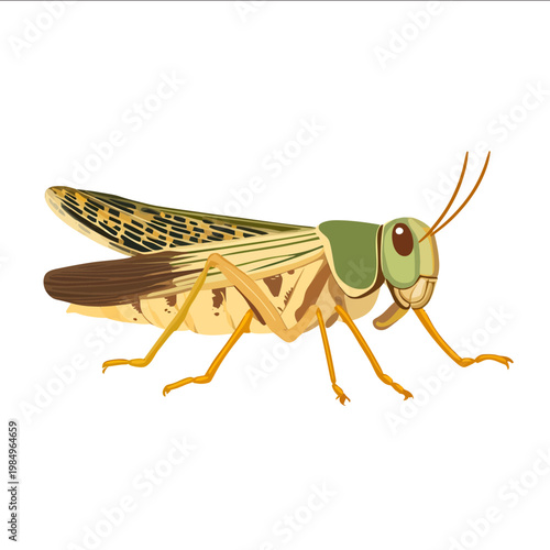 simple vector locust clipart illustration white background vector art style simple design flat illustration no shadows