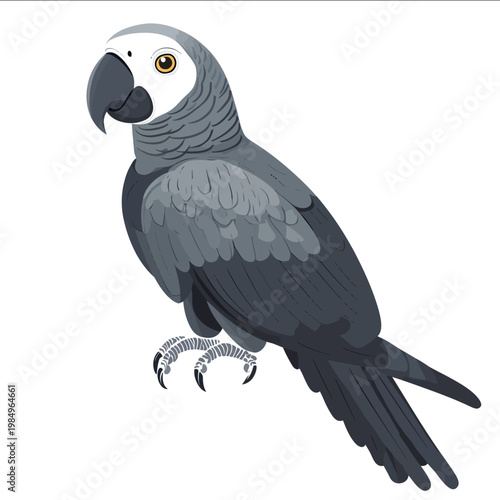 simple vector African gray parrot clipart illustration white background vector art style simple design flat illustration no shadows