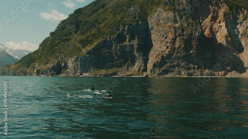 Pod of killer whales emerges from water in unison and releasing plumes of steam.