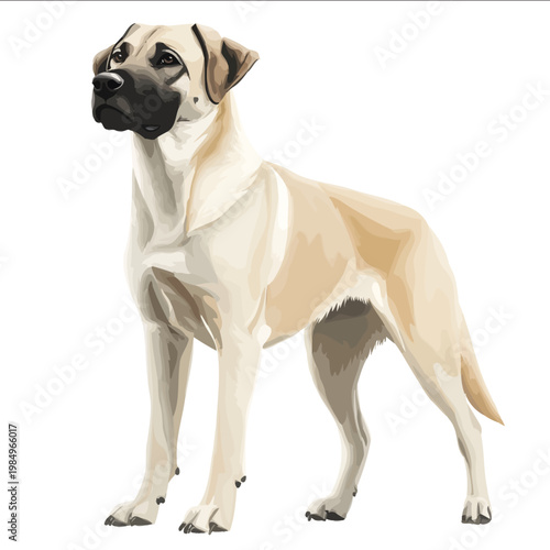simple vector Anatolian Shepherd Dog clipart illustration white background vector art style simple design flat illustration no shadows
