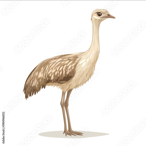 simple vector common rhea clipart illustration white background vector art style simple design flat illustration no shadows