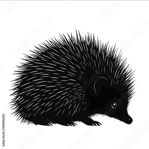 black silhouette echidna on a white backgrounk vector