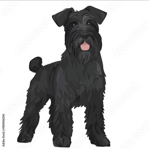 simple vector Bouvier des Flandres clipart illustration white background vector art style simple design flat illustration no shadows