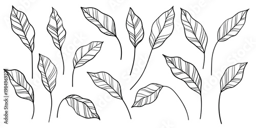 Set of Abstract art black and white tropical line art leaves isolated on white background vector. Element design scribble doodle linear leaf