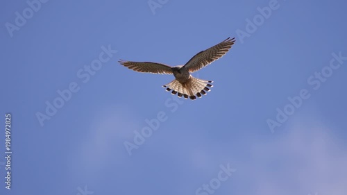 An adult common kestrel (Falco tinnunculus) preying for food - slow motion
