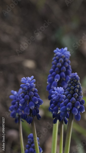 Close-up of a vibrant blue muscari flower (grape hyacinth) blooming in a natural outdoor setting. Delicate bell-shaped blossoms rise from slender green leaves, softly illuminated by natural light. 
