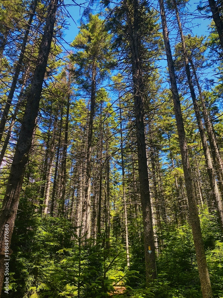 Obraz premium forest in summer
