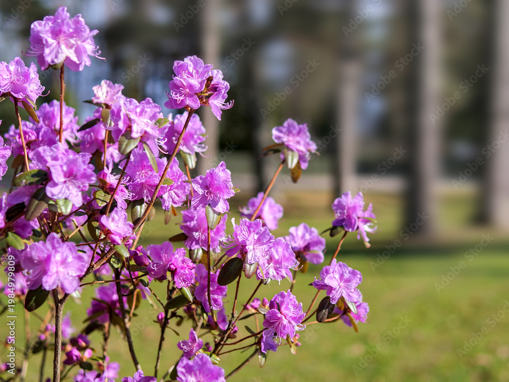 Fototapeta premium Vibrant Purple Rhododendron Flowers in Spring Bloom, Nature Wellness and Seasonal Renewal, Selective Focus Floral Landscape for Gardening and Growth