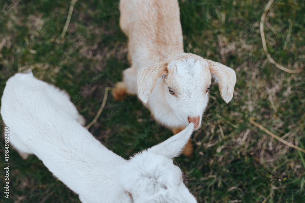 Fototapeta premium Goat, kid, animal, farm, pasture, lifestyle, nature, sunlight, curious, companionship: Playful goats in a sunny farm setting, a kid nibbling grass while others explore. Lifestyle moment showcasing