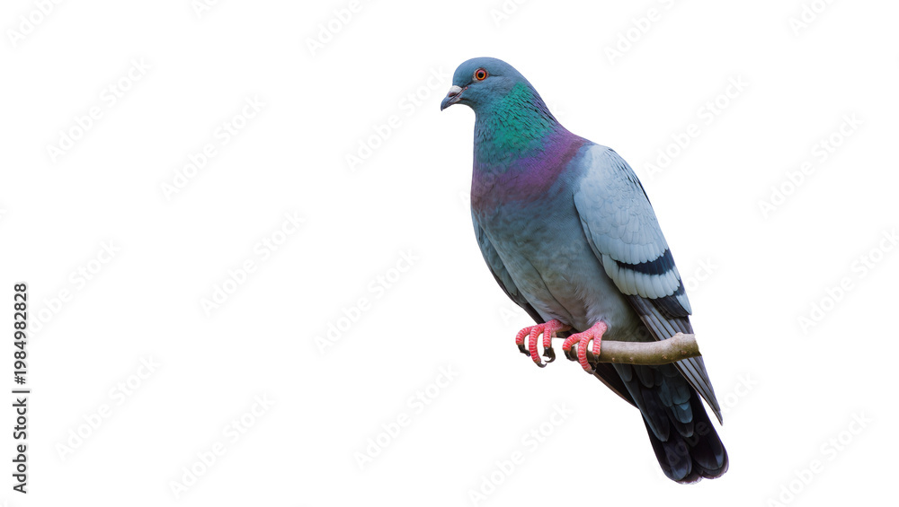 Fototapeta premium Blue grey pigeon with iridescent neck feathers perched on branch, isolated on transparent background