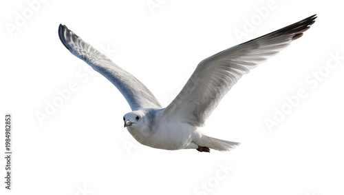 White seagull bird with wings spread wide, isolated on transparent background