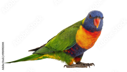 Foto Rainbow lorikeet parrot with vibrant blue head orange chest and green wings, iso