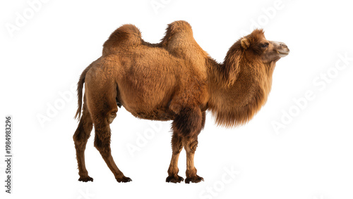 Obraz na plátně Brown dromedary camel with two humps, isolated on transparent background