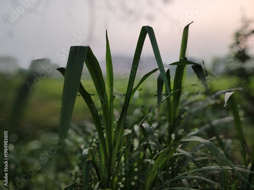 Dense green foliage with tall grass and leafy plants dominates the foreground. In the distance, residential buildings are visible under a fading evening sky.