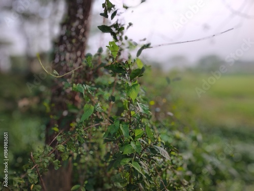 A close-up of wild vegetation featuring green leaves and small, white fluffy seed heads. The plants are set against the backdrop of a tree trunk and a blurred natural landscape.