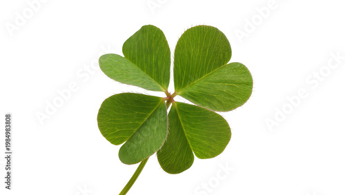 Foto Green five-leaf clover plant with detailed veins, isolated on transparent backgr