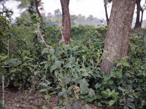 Dense foliage with abundant greenery dominates the scene, featuring a mix of shrubs and plants with green leaves and small white flowers.