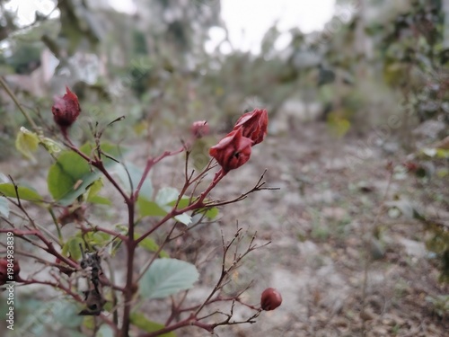 Close-up of red flower buds on a shrub with green leaves, set against a blurry, natural background.