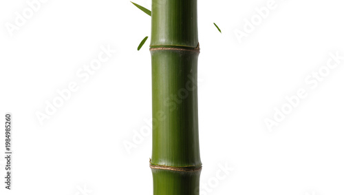 Fotografia Vibrant green bamboo stalk segment with subtle leaf accents, isolated on transpa