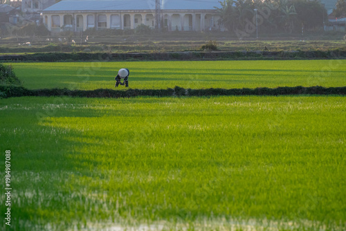 Traditional Farmer in Rice Paddy Field at Sunrise, Vietnam