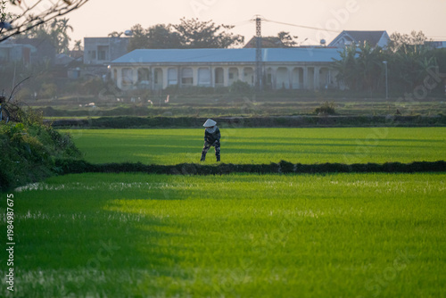 Vietnamese Farmer Inspecting Rice Crop in Field at Sunrise