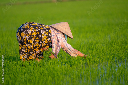 Farmer Bending Down to Tend Rice Crop at Sunrise