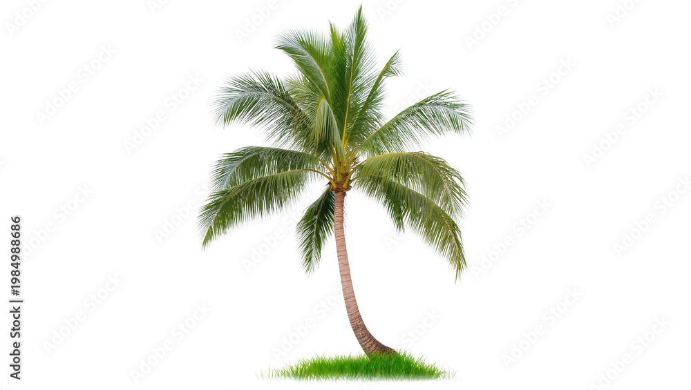 Obraz premium Curved palm tree with green fronds and grass, isolated on transparent background