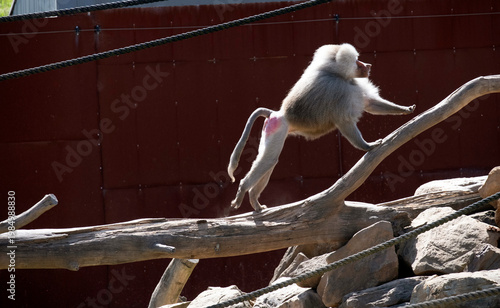 Sticker Sacred Baboon (Papio hamadryas)