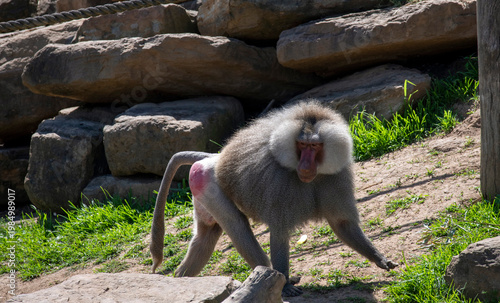 Sacred Baboon (Papio hamadryas)