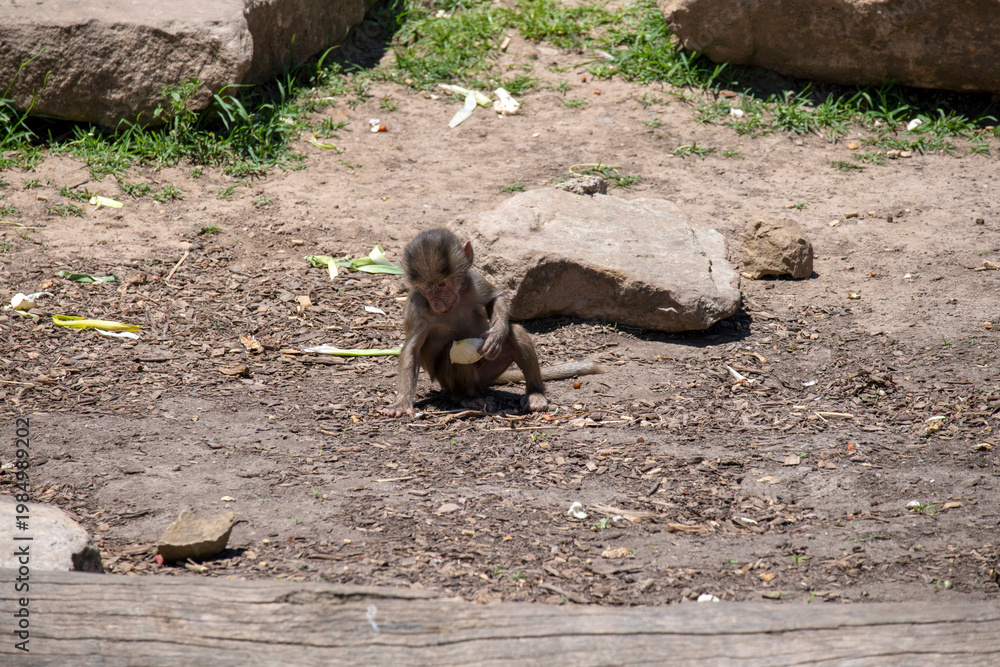 Fototapeta premium Sacred Baboon (Papio hamadryas)