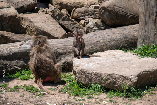 Sacred Baboon (Papio hamadryas)