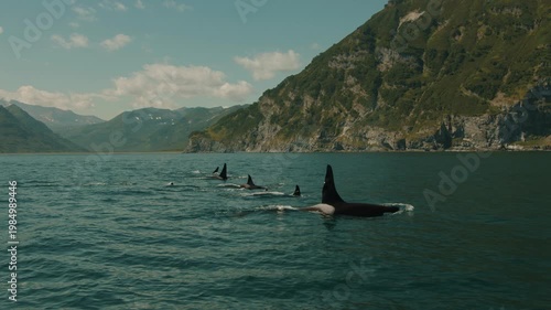 Family of killer whales hunt for fish in bay with rocky coastline. Killer whales surface and release steam through their blowholes. paccific ocean
