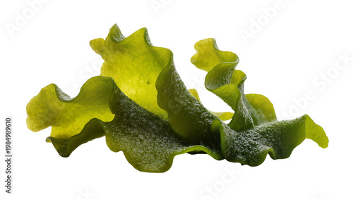 Cuadro en lienzo Wavy green seaweed frond with textured surface, isolated on transparent backgrou